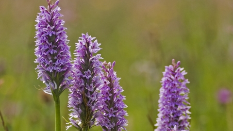 spotted orchid common lane paul wildflowers wildlife